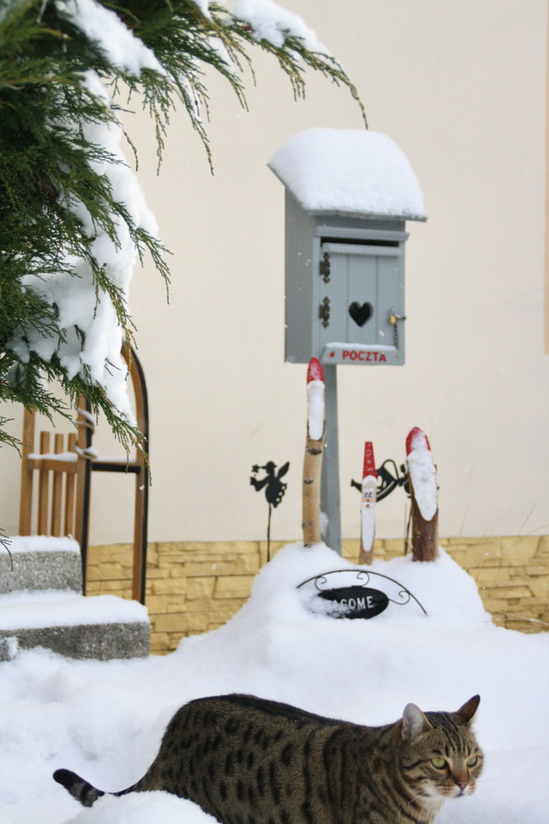 Zakątek relaksu dla ludzi i kotów