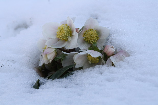 Zakątek relaksu dla ludzi i kotów