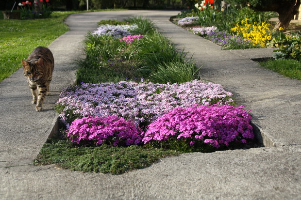 Zakątek relaksu dla ludzi i kotów