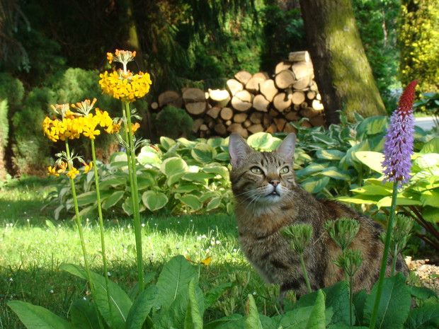Zakątek relaksu dla ludzi i kotów