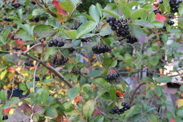 Aronia