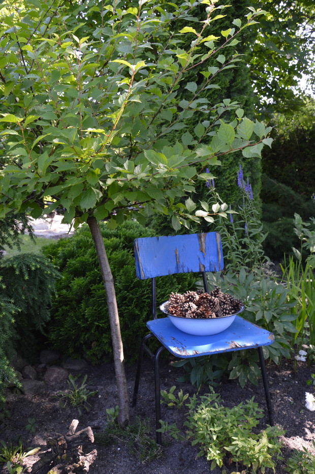 Błękitny zakątek - 2019