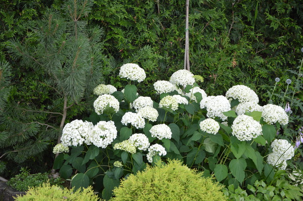 Błękitny zakątek - 2019