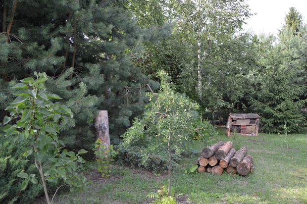 Część leśna - 2019