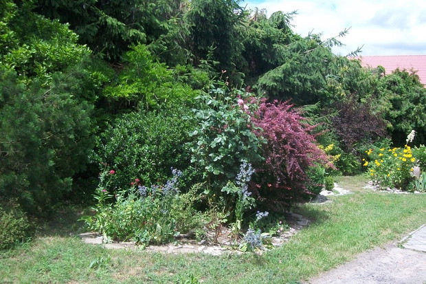 ...gdzieś tam w ogrodzie