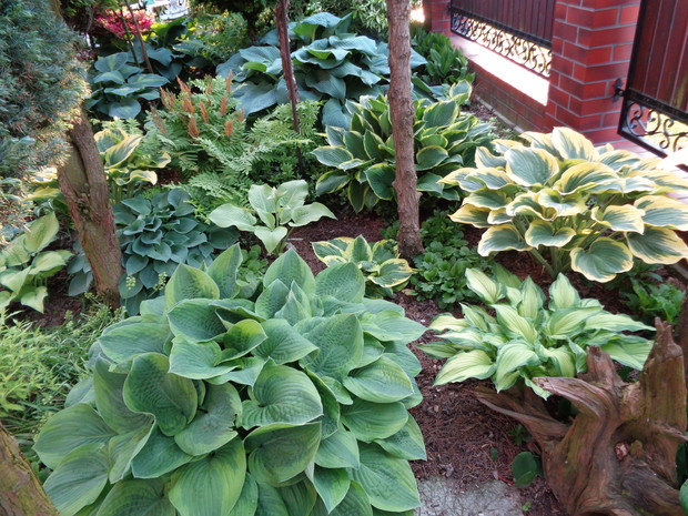 Grupa hostów w różnych odmianach