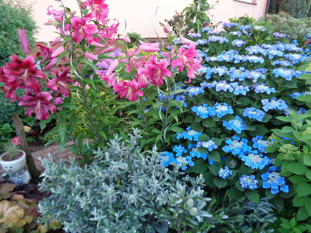 Hortensja piłkowana najlepsza z najlepszych