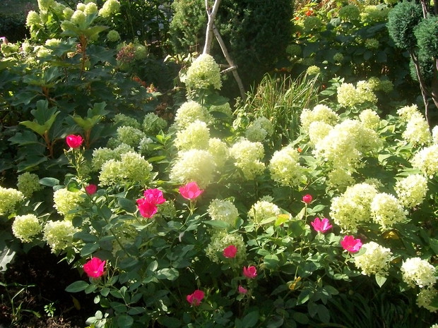 Hortensje...moja milość