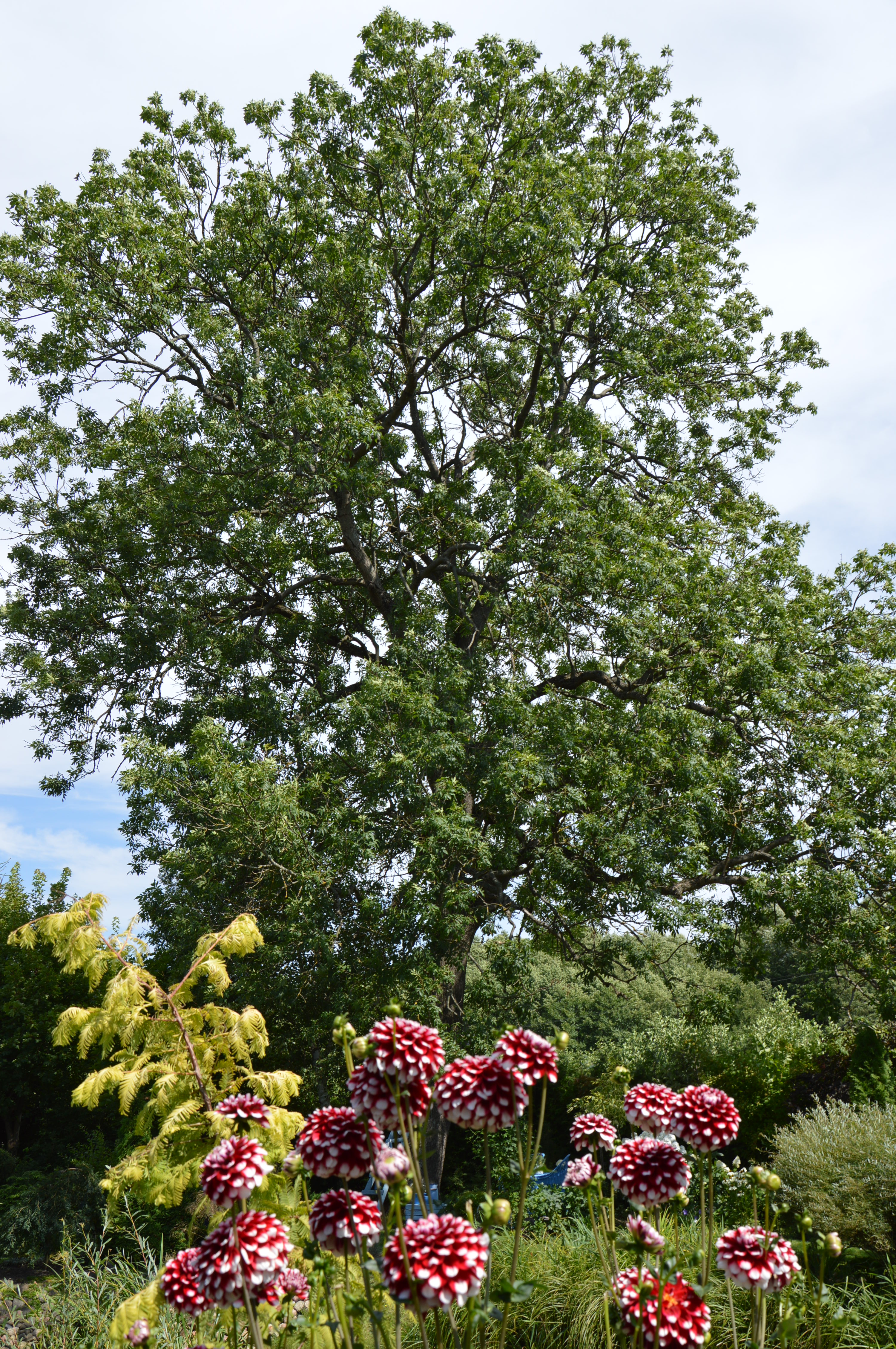 Jesion mający przeszło 100 lat
