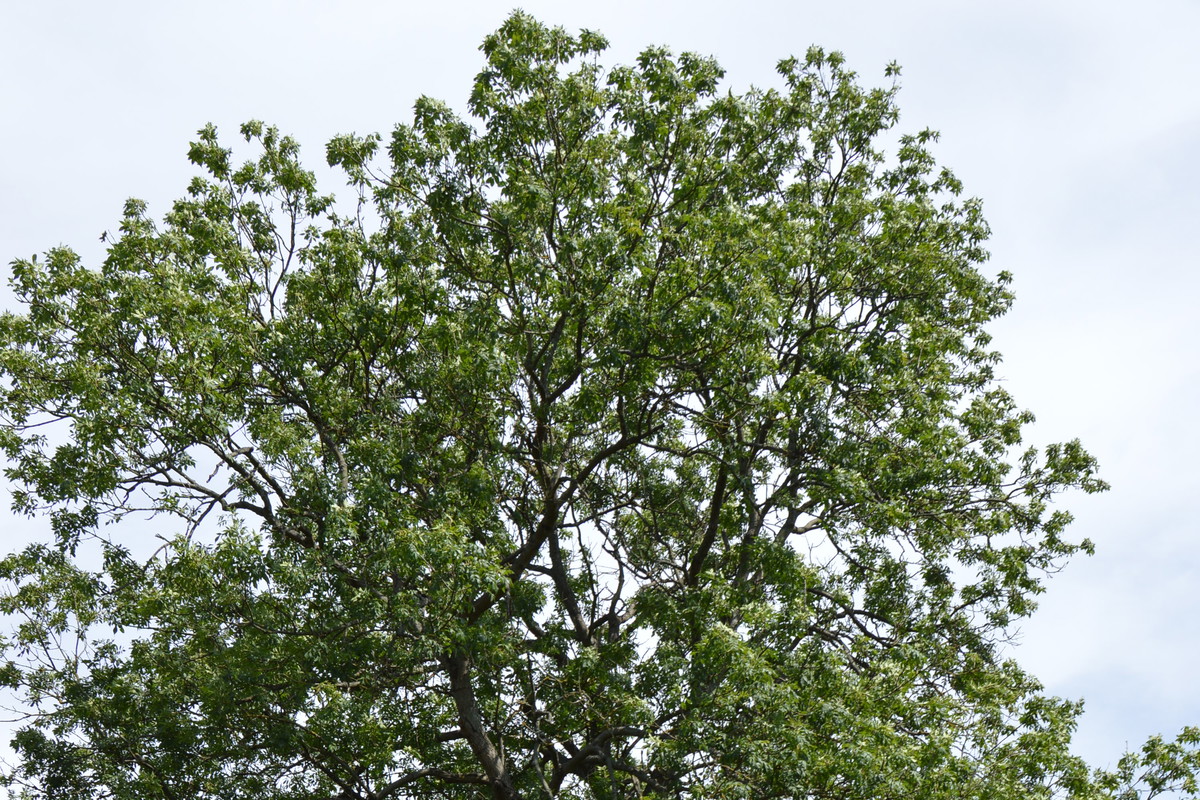 Jesion mający przeszło 100 lat