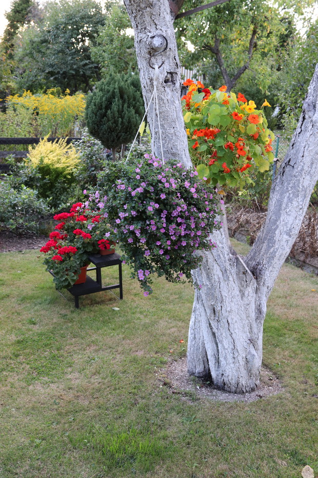 Kolorowe donice na drzewie