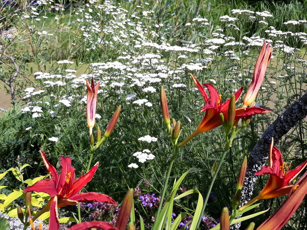 Krwawnik pospolity stanowi piękne tło dla lilii - lato 2019