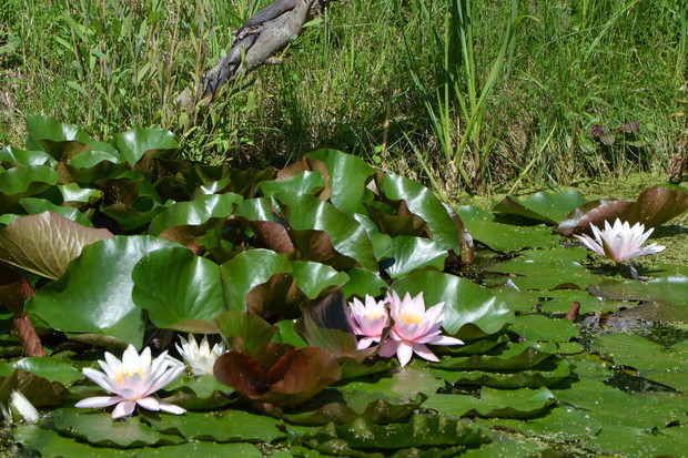 Lato 2018 - kwitnące lilie na stawie