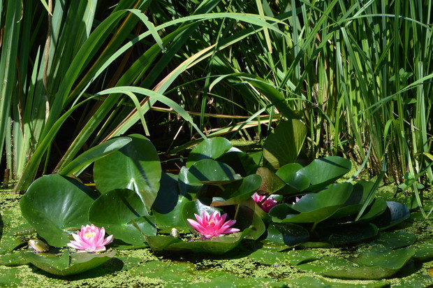 Lato 2018 - kwitnące lilie na stawie