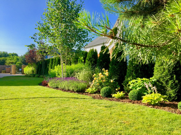 Lato - róże i lawenda