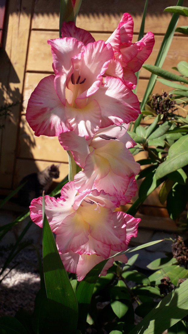 Mieczyki biało-różowe