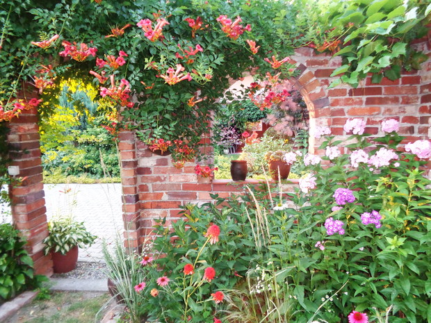 Milin pnącze w swojej odsłonie piękna.