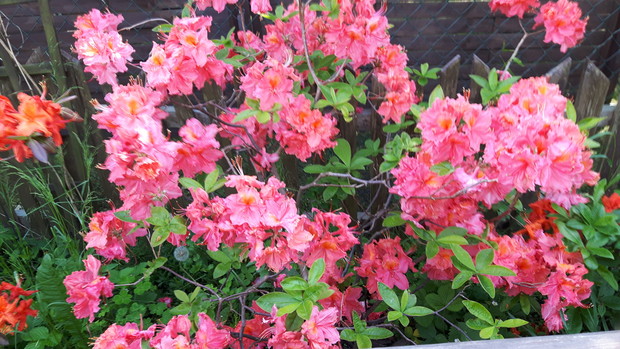 Mój ulubiony kolor.