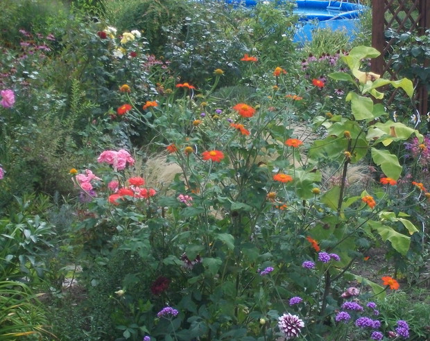 Moje " różyczkowo "