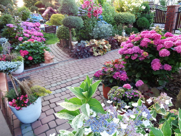 Nie ma jak  kwiaty hortensji.