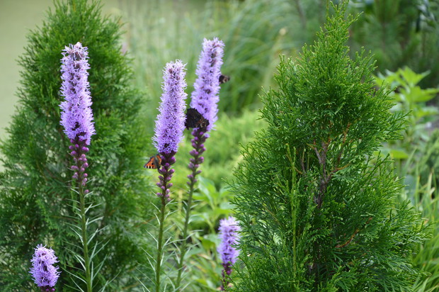 Ogród przyjazny motylom - lato 2019