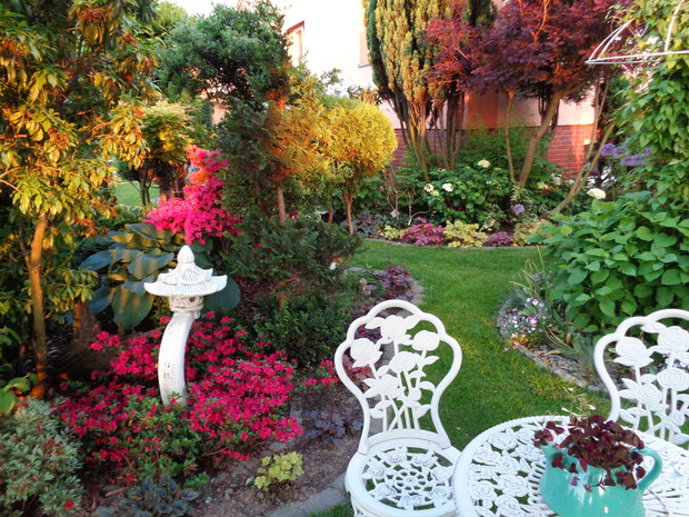 Ogród wiosenny kwitnących azalii.