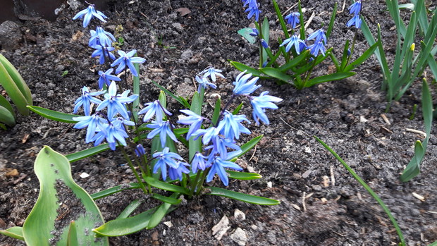 Pierwsze oznaki wiosny.