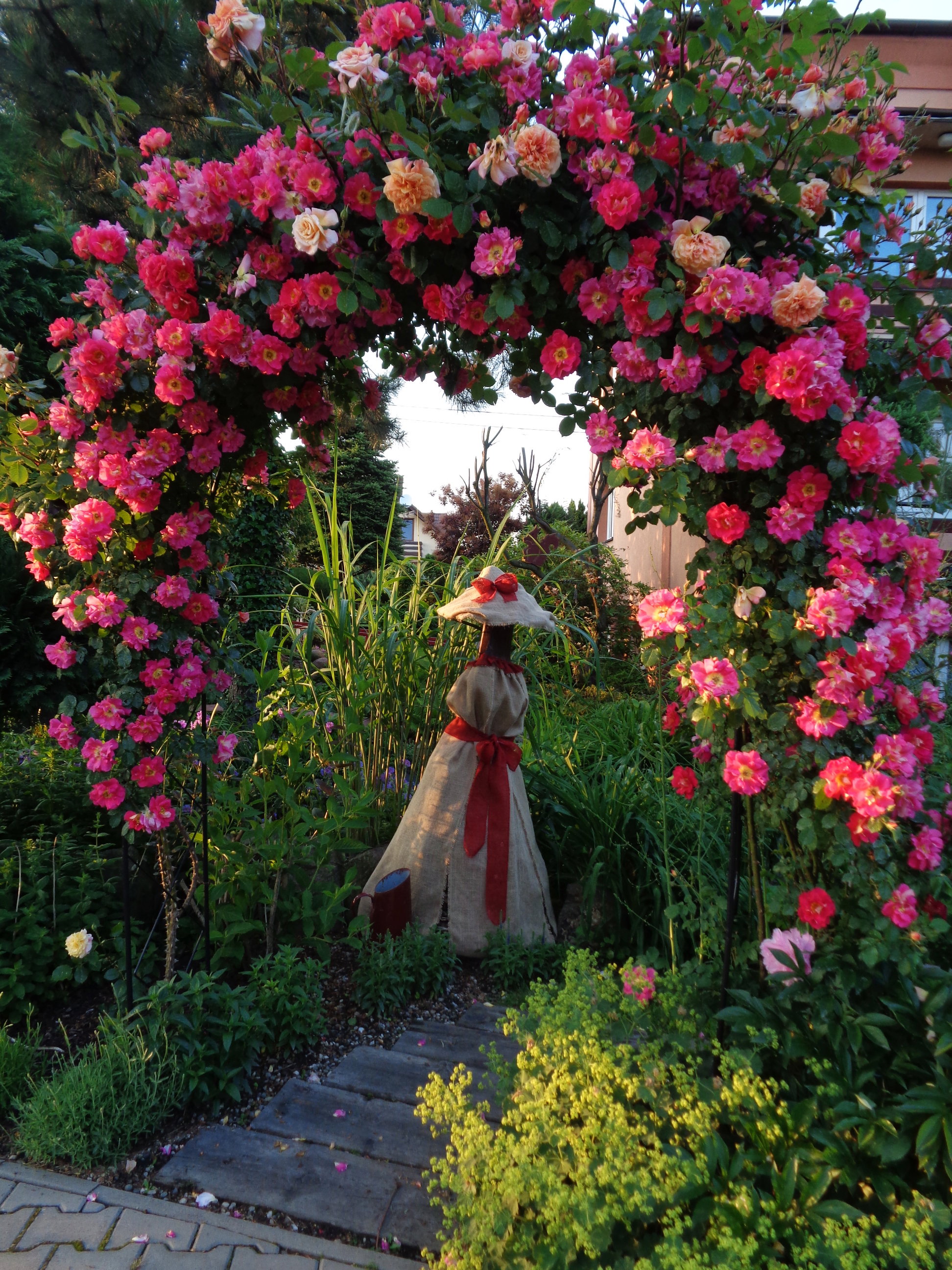 Pnąca róza wita gości