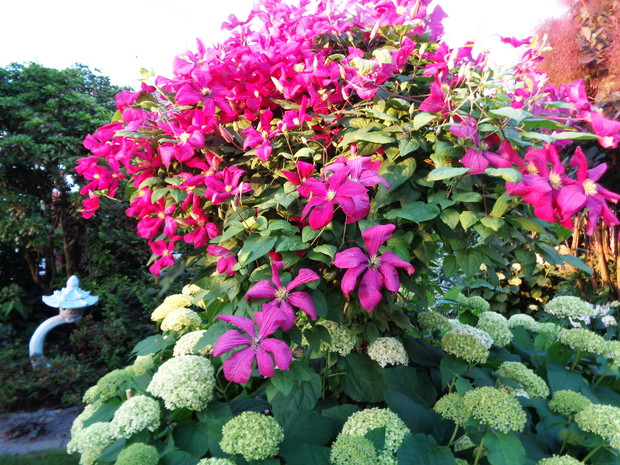 Powojnik w towarzystwie hortensji.