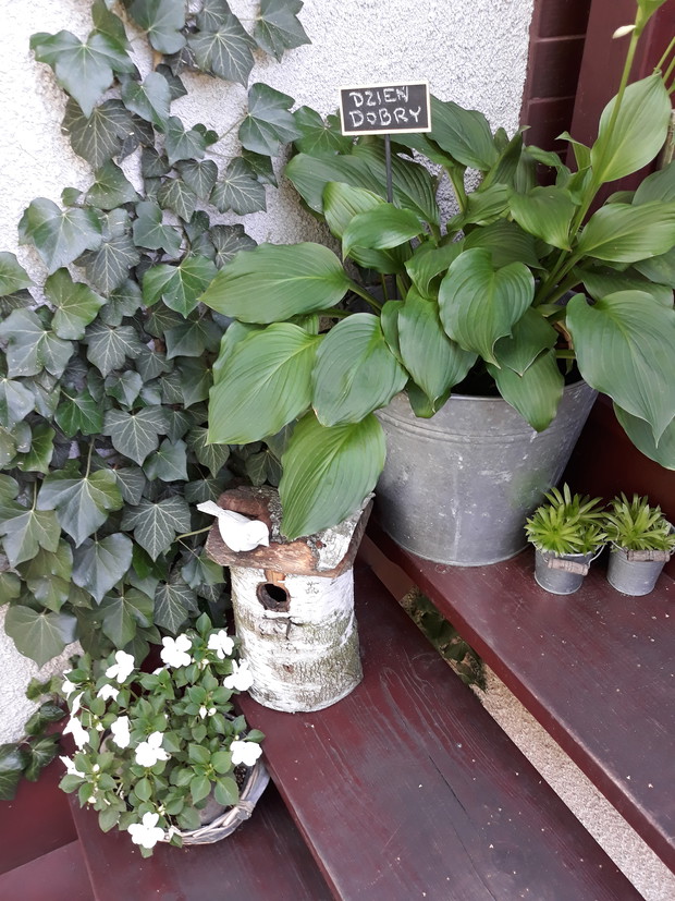 Przed domem - lato 2019