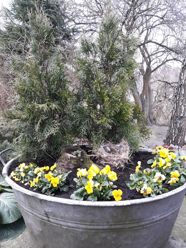 Przedwiośnie 2019 - przedogródek