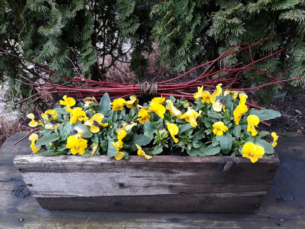 Przedwiośnie 2019 - przedogródek