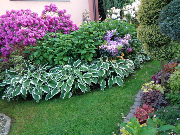 Różaneczniki w pełni kwitnienia.