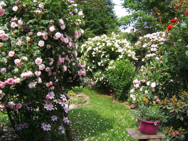 Róże, ach te róże...