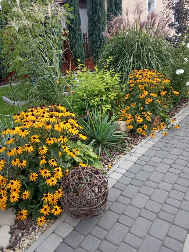 Rudbekie