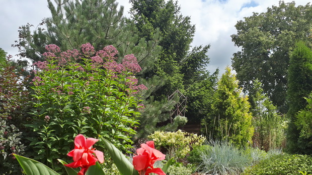 Sadziec i kanny pięknie kwitną