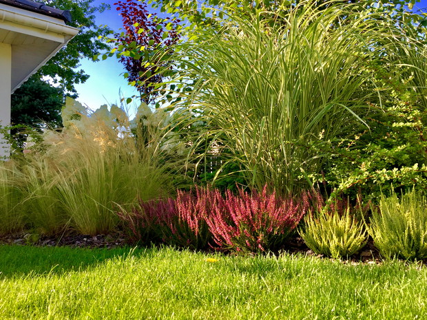 Stipa i w tle Hortensje