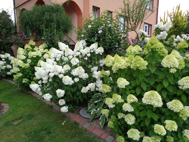 Szpaler hortensji bukietowych.