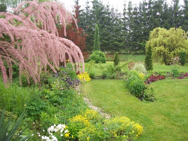 Urzekający tamaryszek