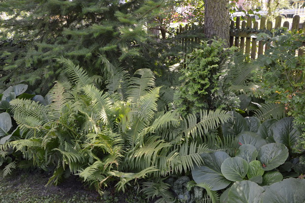 W cienistym zakątku - lato 2019