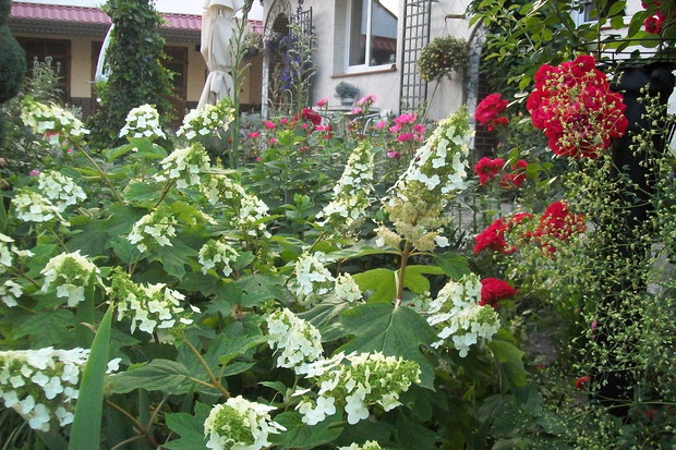 W mojej sielskiej oazie