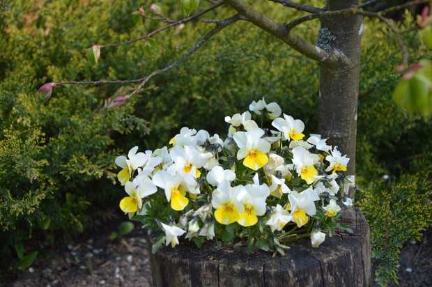 Wiosna 2017 - bratki w pniu drzewa