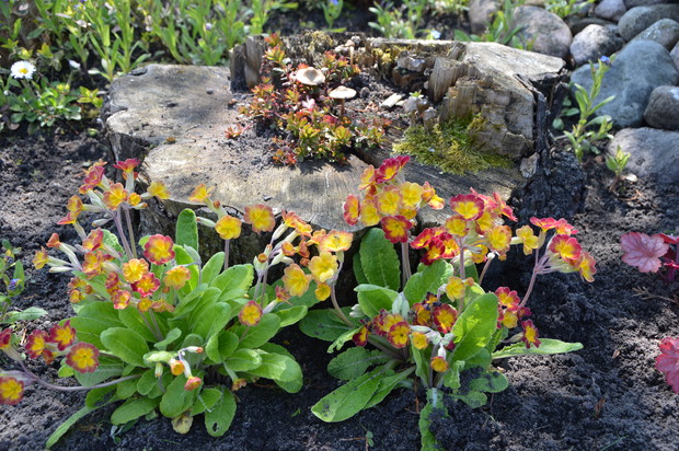 Wiosna 2017 - stary pień drzewa.