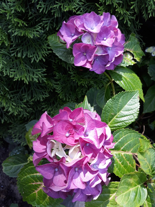 Wiosna 2019 - hortensja zimująca w piwnicy