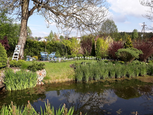 Wiosna 2019 - staw i stary jesion