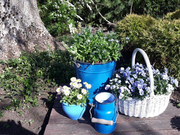 Wiosna 2019 - w błękitnym zakątku