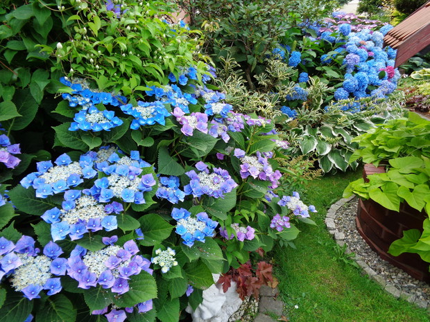 Wschodnia częśc ogrodu w hortensjach