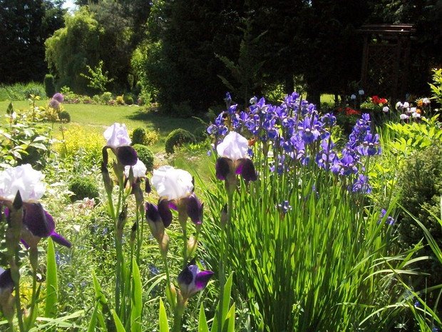 Wśród kosaćców i irysów