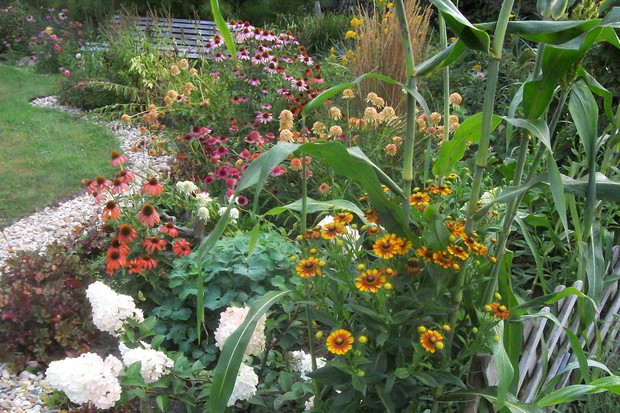 wśród traw i jeżówek