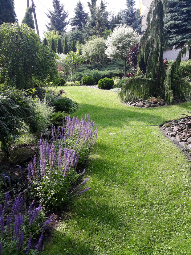 Z dużego trawnika pozostała tylko ścieżka - lato 2019